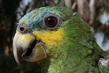 Bird, parrot, in the Surinam jungle