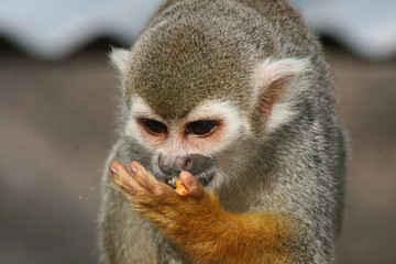 Monkey in the Surinam jungle
