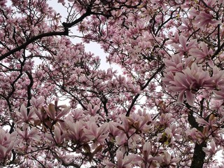 Magnolien