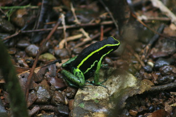 Frog in the Surinam jungle