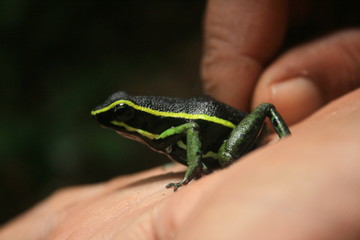 Frog in the Surinam jungle