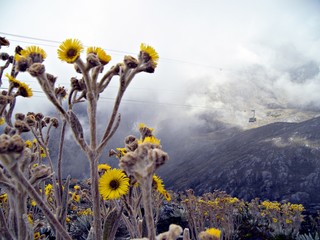 flora silvestre merida venezuela en el pico espejo