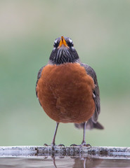 American Robin