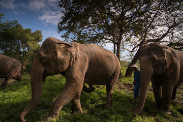 Obraz premium CHIANG RAI,THAILAND - DECEMBER 6 2017 : Asian Elephant and mahout in Thailand.