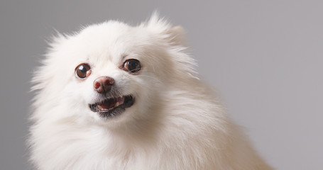 Obraz premium Pomeranian dog getting angry