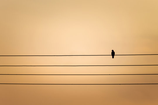 silhouette one pigeon bird sitting on wires at the sunset time with copy space.