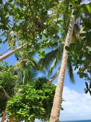 Beautiful nature on the island of Fiji 