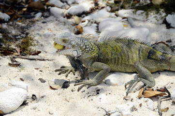 Close up of iguana