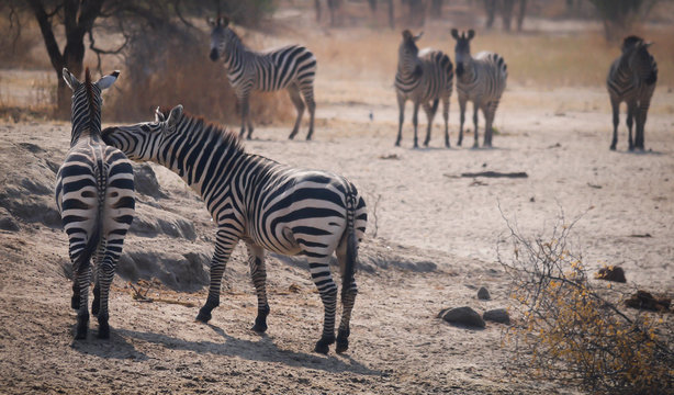 Zebras in Tarangire National Park, Tanzania