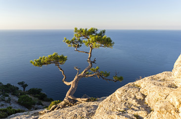 Relict pine on a steep rocky slope against the sea.