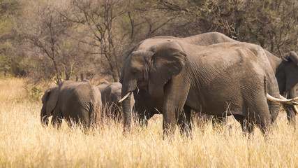 Fototapeta premium Elephant Herd in Tarangire National Park, Tanzania