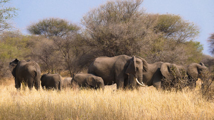 Elephant Herd in Tarangire National Park, Tanzania