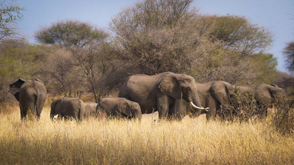 Fototapeta na wymiar Elephant Herd in Tarangire National Park, Tanzania