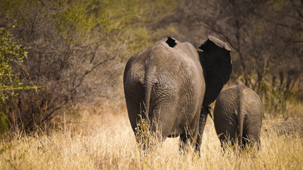 Fototapeta premium Elephant Herd in Tarangire National Park, Tanzania