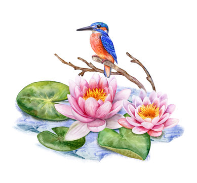 Kingfisher bird isolated on white background. Watercolor. Illustration. Template. Picture. Handmade. Clip-Art