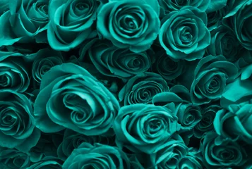 Hintergrund einer Reihe von türkisfarbenen Rosen. Valentinstag. © splitov27