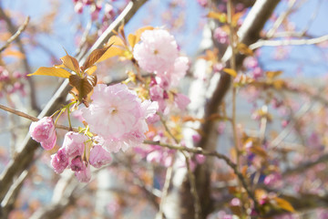 Beautiful pink sakura. Cherry blossom