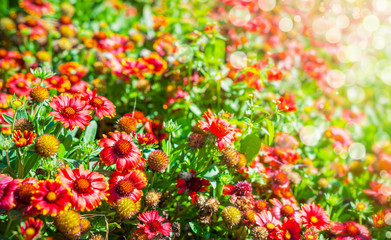 Flowers background