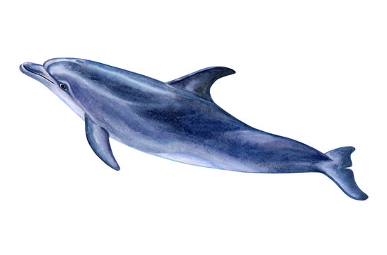 A dolphin realistic isolated on white background. Watercolor. Illustration. Template. Handmade