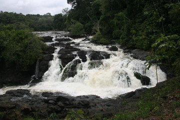 South America - Surinam jungle 