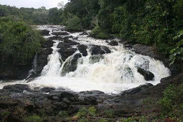 South America - Surinam jungle 