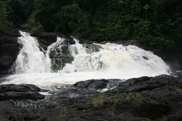 South America - Surinam jungle 