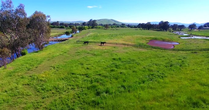 Horses in farmland, aerial