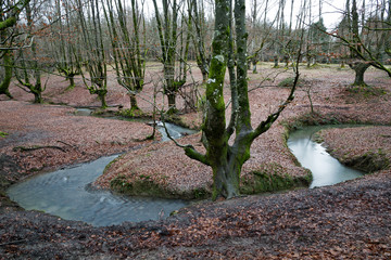 Beech in the river