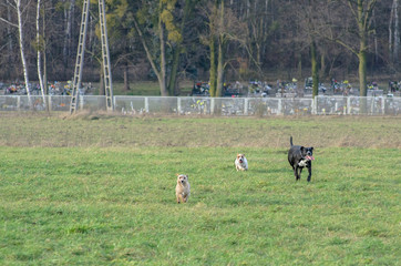 Obraz na płótnie Canvas A young, playful dog Jack Russell terrier runs meadow in autumn with another big black dog.