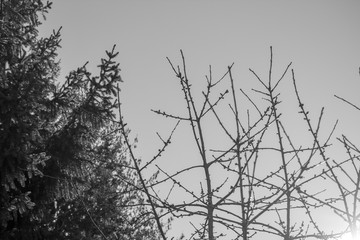tree winter black and white