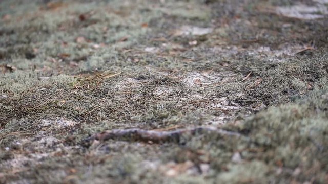 Panoramic shot of clumps of moss spread on the ground in the forest