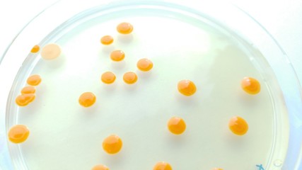 Bacteria Colony Microbiology Laboratory Orange