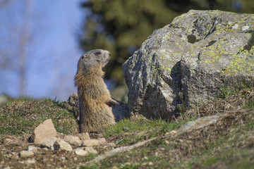 Marmot of the alps in alert inside a hole