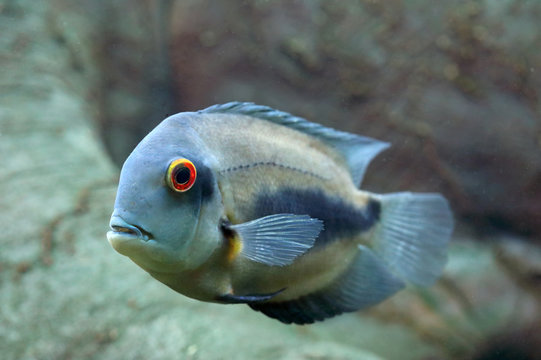 Uaru amphiacanthoides. South American fish closeup