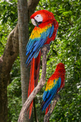Fototapeta na wymiar Scarlet Macaw - Double