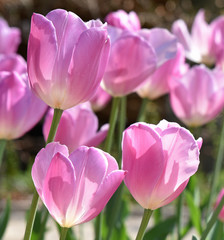 Tulipes roses au jardin au printemps