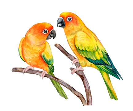 Sun Conure. Parrot Sun Parakeet isolated on white background. Yellow colored titsa. Illustration. Watercolor. Template