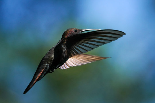 Black Throated Mango Hummingbird - Jamaica