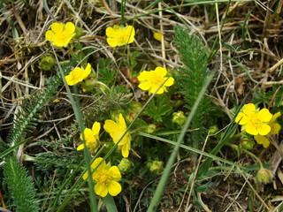 Kräuter und Wiesenblumen