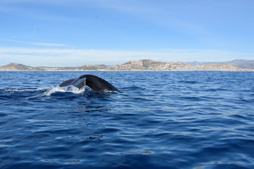 Fototapeta premium Tail of a diving humpback whale, with Cabo San Lucas in the background.
