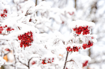 Rowan tree covered with snow
