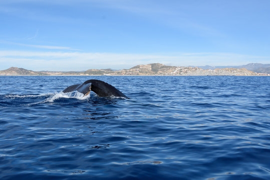 Tail of a diving humpback whale, with Cabo San Lucas in the background.