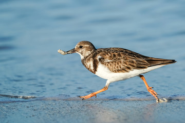 Sandpiper - lunch