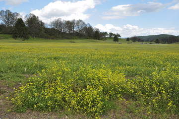 Prato primaverile in centro equestre e sullo sfondo alberi e colline. Pratoni del Vivaro, Castelli Romani, Lazio, Italia