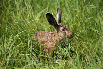 Hase im Gras