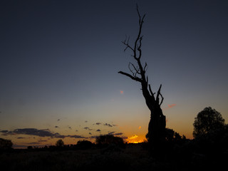 Sunset in the Australian Outback. Nullarbor Plain AKA Nullarbor Desert, Western Australia, Australia