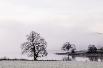 A misty scene on a lake with few bare trees on the shore