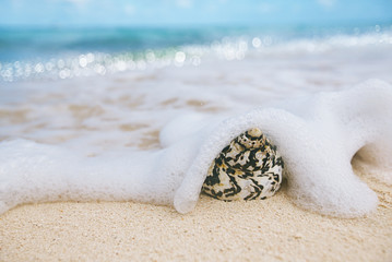 caribbean black shells on beach © Elena Moiseeva
