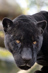 Portrait de jaguar noir - 186899105