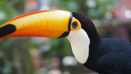 Fototapeta premium Close Up Exotic Toucan Bird
